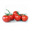 TOMATE GRAPPE KG